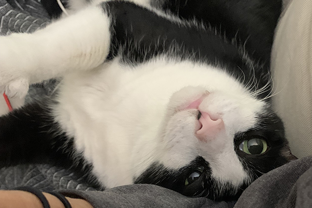 Content cat who has been adopted into a loving home